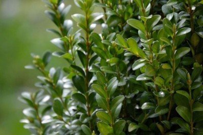 Şimşir bitkisinin genetiği koruma altına alındı