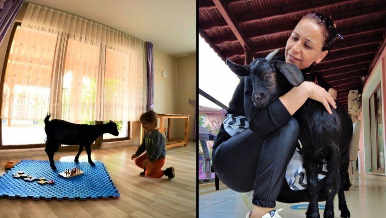 Sınıfta keçi var! ‘Çiçek’ isimli keçinin görevi çok özel