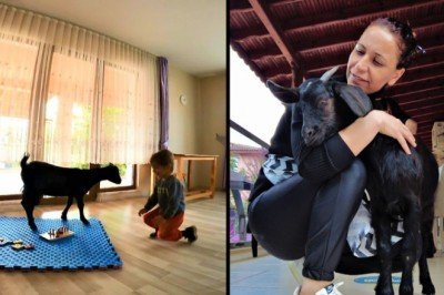 Sınıfta keçi var! ‘Çiçek’ isimli keçinin görevi çok özel