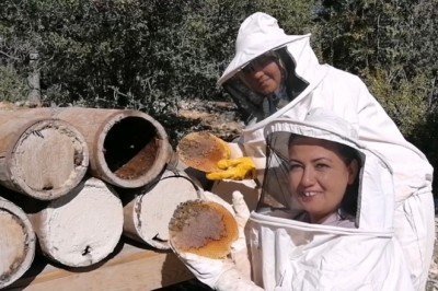 Tarihi karakovan balının hasadı yapıldı