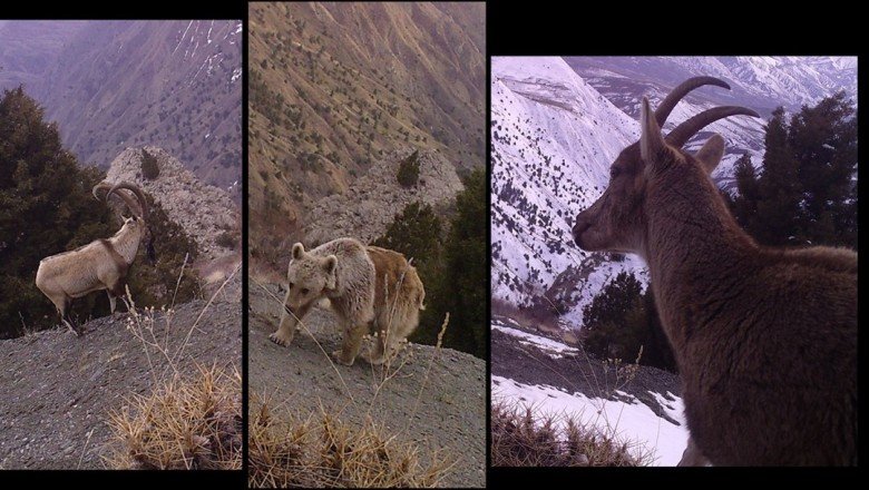 Yaban hayatı zenginliği kayıt altında