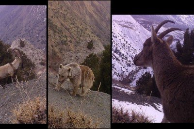 Yaban hayatı zenginliği kayıt altında