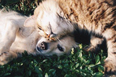 Kedi insanı mı? Köpek insanı mısın?