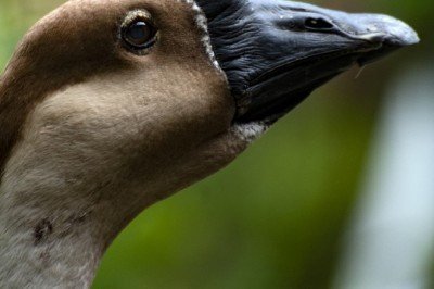 Kurdukları bağı görenler hayran kalıyor
