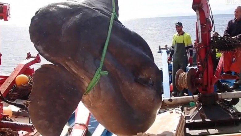 Dev güneş balığı oltaya takıldı!!!