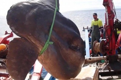 Dev güneş balığı oltaya takıldı!!!