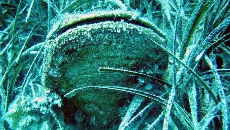 Ege ve Akdeniz’deki çift kabuklu yumuşakçalar tehdit altında