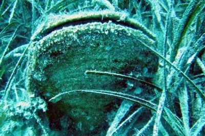 Ege ve Akdeniz’deki çift kabuklu yumuşakçalar tehdit altında