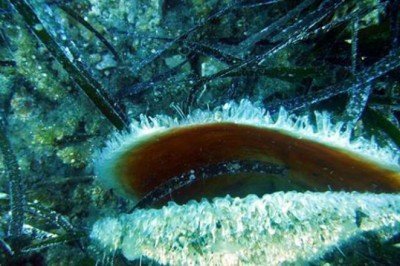 Ege ve Akdeniz’deki çift kabuklu yumuşakçalar tehdit altında