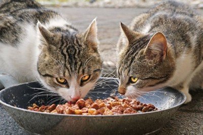 Hayvansal ürünlerdeki risklere dikkat uyarısı!!!