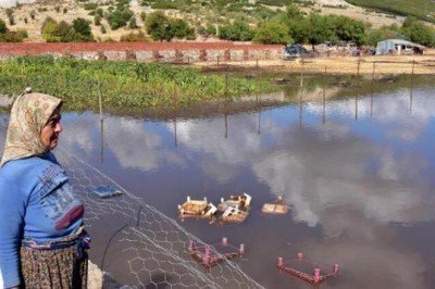 Muğla'da kuvvetli yağış! Her yer göle döndü, hayvanlar öldü