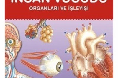 Temel Kavramlarla - İnsan Vücudu Organları ve İşleyişi
