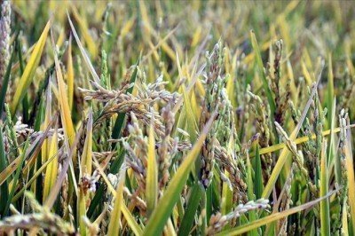 'Suya göre tarım' başladı hem tasarruf hem verimlilik arttı