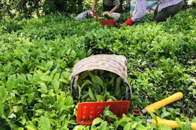 ÇAYKUR yaş çay alımında rekor kırdı