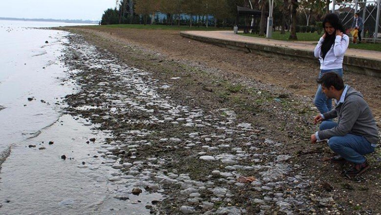 Kocaeli'nde endişelendiren görüntü! Binlerce ölü denizanası kıyıya vurdu
