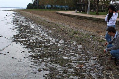 Kocaeli'nde endişelendiren görüntü! Binlerce ölü denizanası kıyıya vurdu
