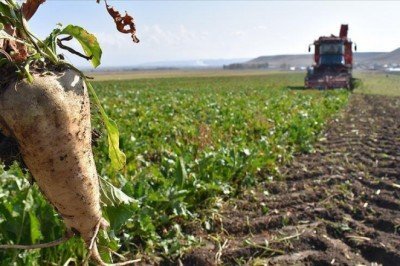 Kuraklık pancarı da vurdu; rekolte yarı yarıya düştü