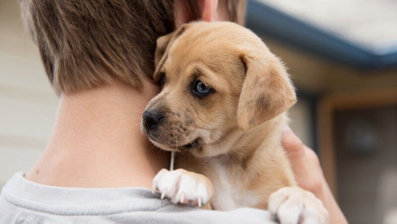 Yeni Köpek Sahiplenecekler İçin Tavsiyeler!