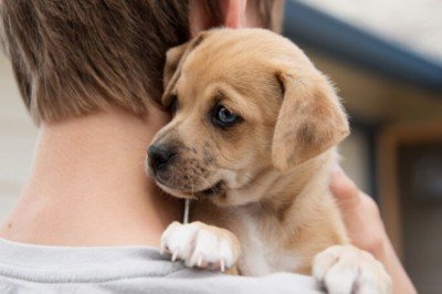 Yeni Köpek Sahiplenecekler İçin Tavsiyeler!