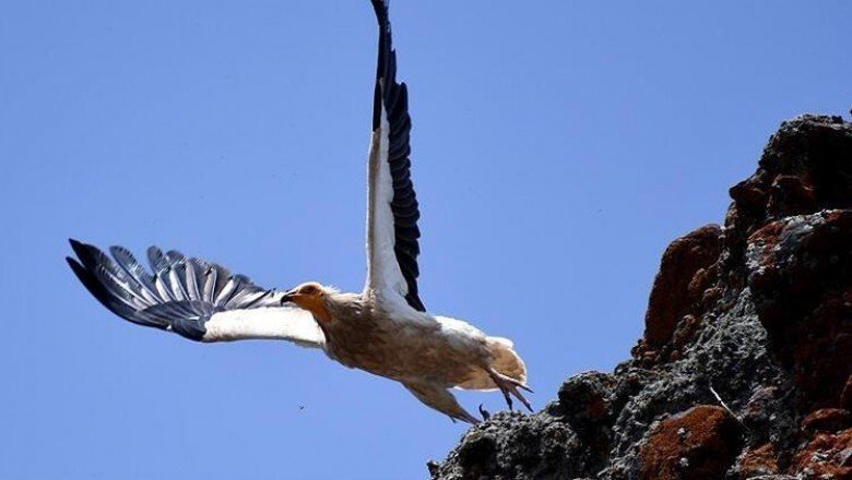 Avrupa'yı alarma geçiren tehlike! her 5 kuştan biri yok olabilir