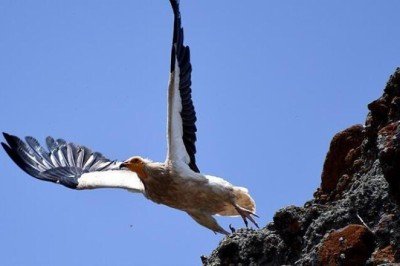 Avrupa'yı alarma geçiren tehlike! her 5 kuştan biri yok olabilir