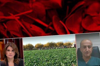 Trabzon ve Giresun'da paniğe neden olmuştu! İşte 'güzelavrat' otunun zehirlenme belirtileri