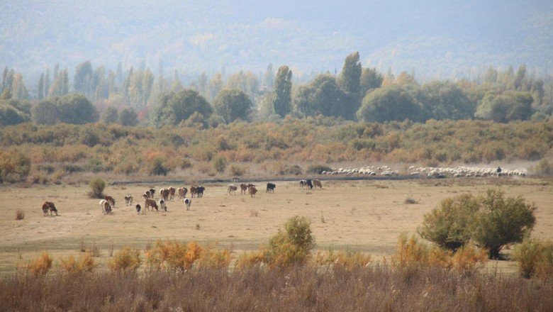 Akşehir Gölü'nde sevindiren gelişme
