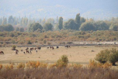 Akşehir Gölü'nde sevindiren gelişme