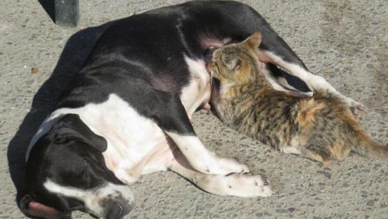 Anneleri ölen kedileri 'Fındık' köpek emziriyor
