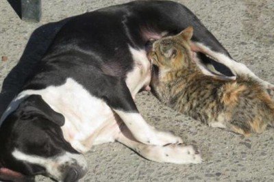 Anneleri ölen kedileri 'Fındık' köpek emziriyor