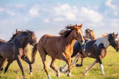 Atların ne zaman ve nerede evcilleştirildiği ortaya çıktı
