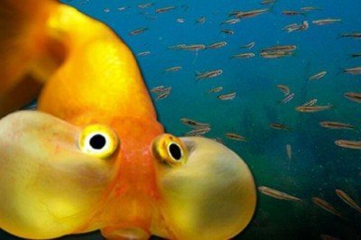 Balıkçılar Meclis’te dert yandı: Sahil binaları balıkları yanıltıyor