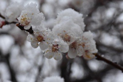 Bazı bölgelere zirai don uyarısı
