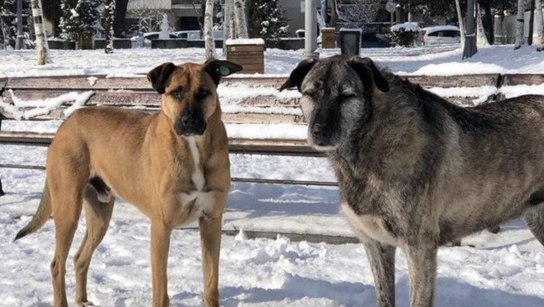 Bebek Parkı'nın kaçırılan köpekleri Nacho ve Bella için İmamoğlu'na çağrı: Çocuklarımızı ve suçluları bulmak için acilen MOBESE kameralarına bakılsın