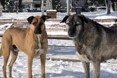 Bebek Parkı'nın kaçırılan köpekleri Nacho ve Bella için İmamoğlu'na çağrı: Çocuklarımızı ve suçluları bulmak için acilen MOBESE kameralarına bakılsın