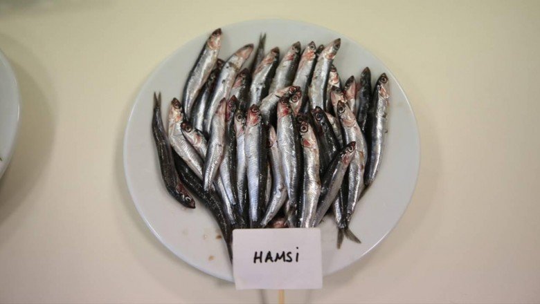 Biyoaktif özelliği en yüksek balık hamsi çıktı
