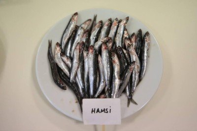 Biyoaktif özelliği en yüksek balık hamsi çıktı