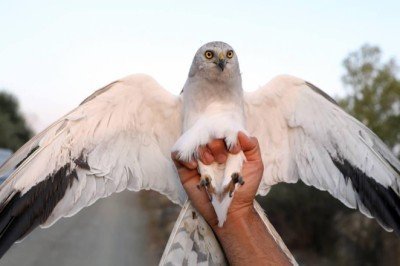 Bozkır delicesinin 2 kıta ve 13 ülkeyi kapsayan göç yolculuğu