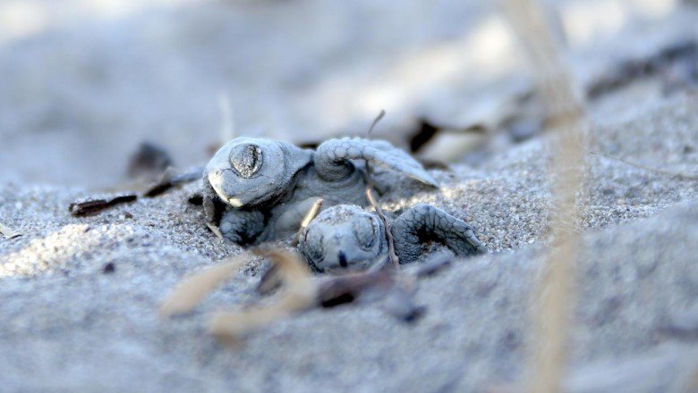 Caretta carettaların yuva sayısında yeni rekor
