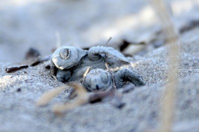 Caretta carettaların yuva sayısında yeni rekor