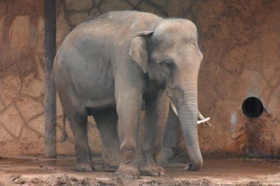 Fil kaçak avcıyı ezerek öldürdü