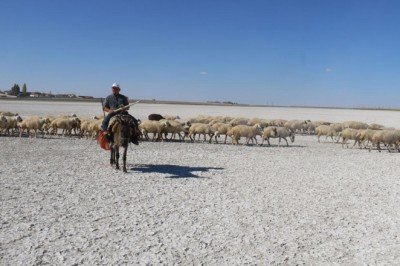 Flamingoların uğrak noktası Akgöl kurudu