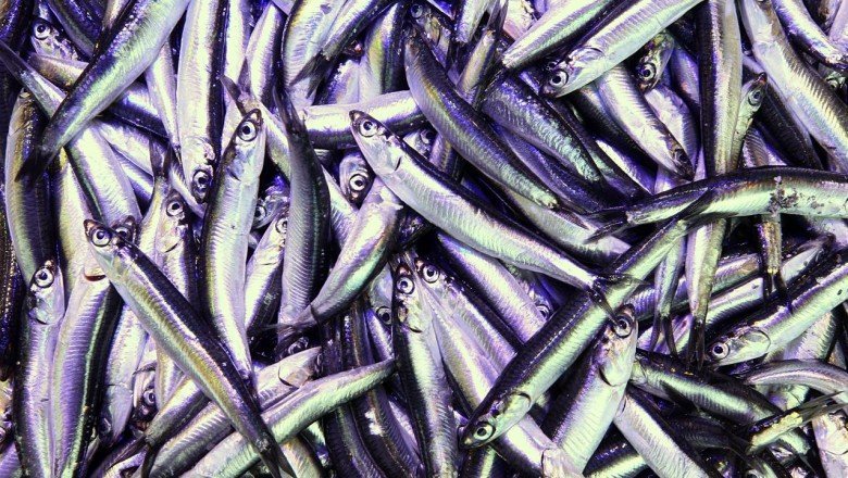 Hamsi avı azalınca fiyatı arttı