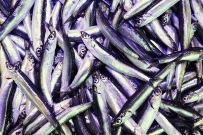 Hamsi avı azalınca fiyatı arttı