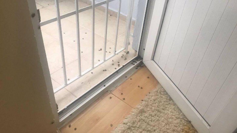 İstanbul'da kokarca böceği kabusu