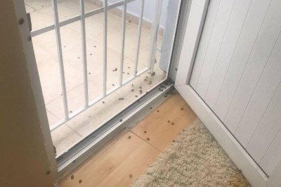 İstanbul'da kokarca böceği kabusu