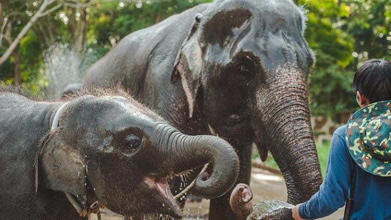 Kaçak avlanma yüzünden evrim geçirdiler! Filler artık dişsiz doğuyor...