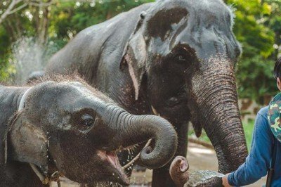 Kaçak avlanma yüzünden evrim geçirdiler! Filler artık dişsiz doğuyor...