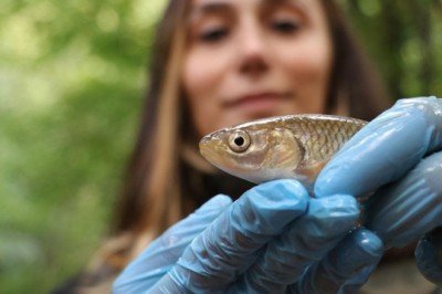 'Kalın dudaklı tatlısu kefali'nin nesli kritik seviyede