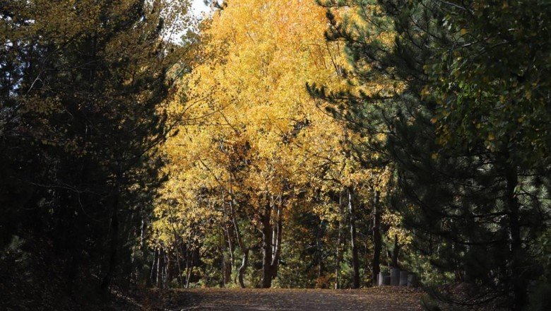 Karagöl ve Soğuksu Milli Parkı'nda güz renkleri